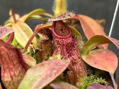 Nepenthes hamata X burbidgeae 