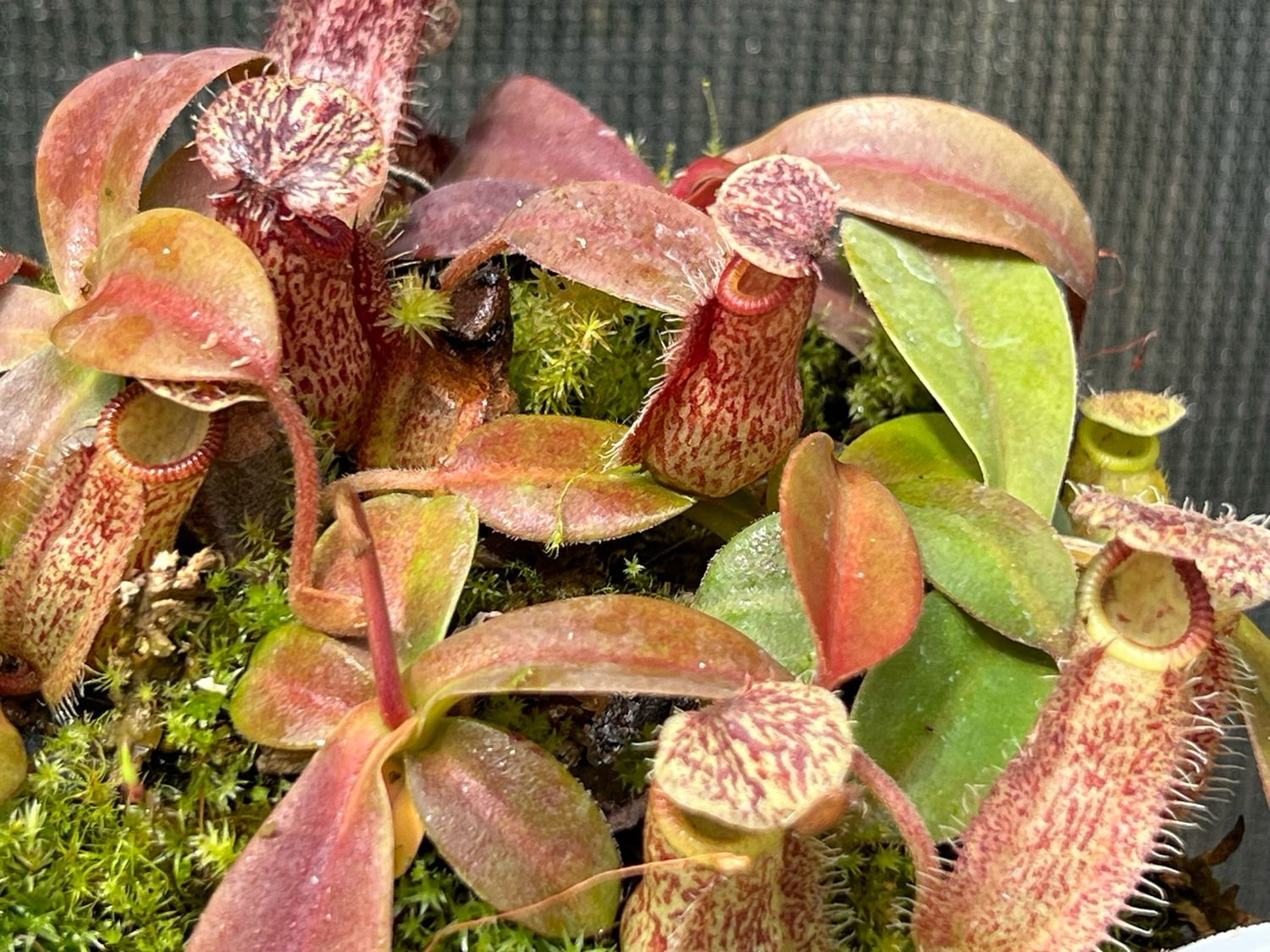 Nepenthes hamata X burbidgeae 