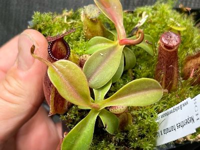 Nepenthes hamata X lowii 