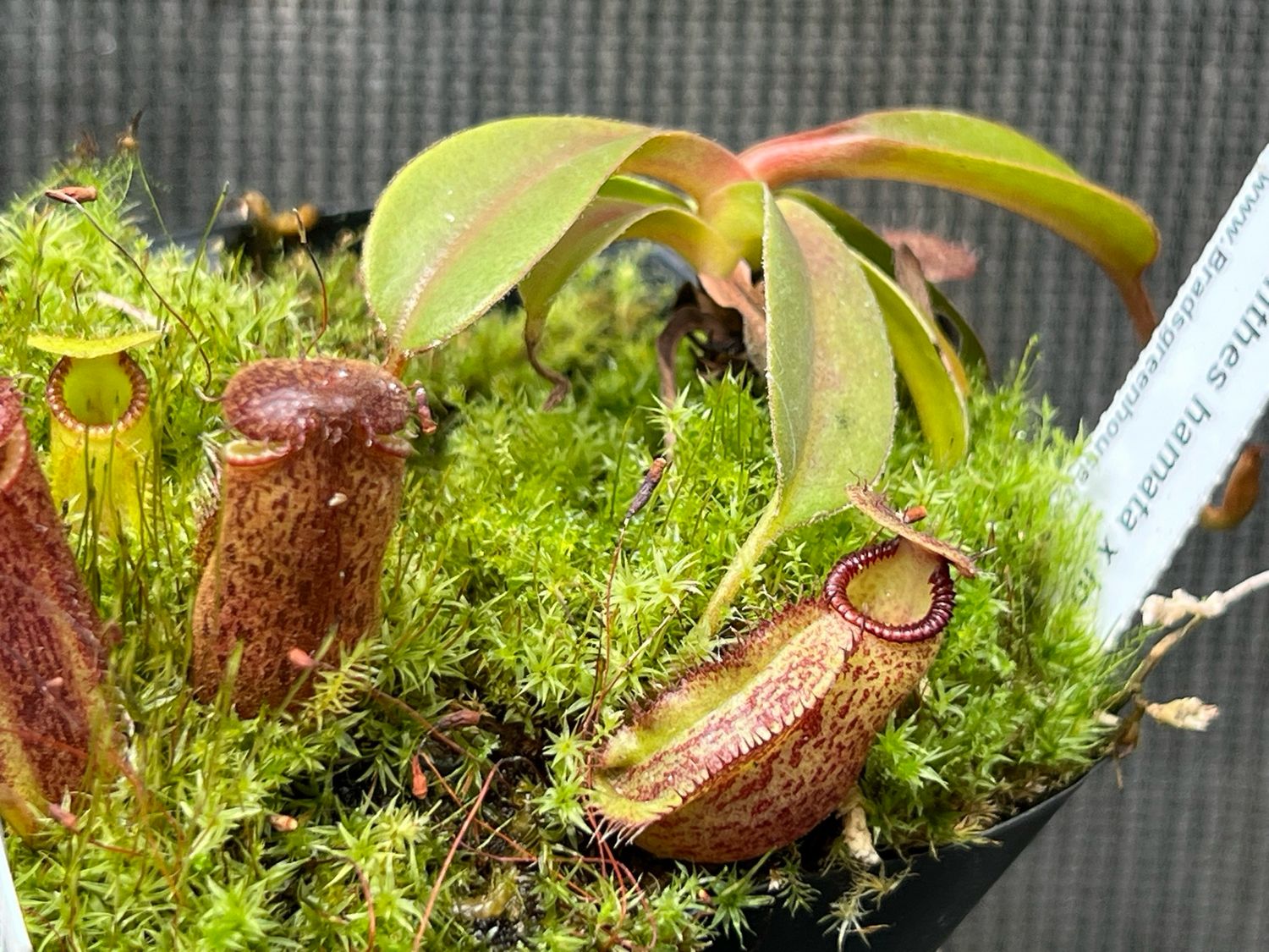 Nepenthes hamata X lowii 