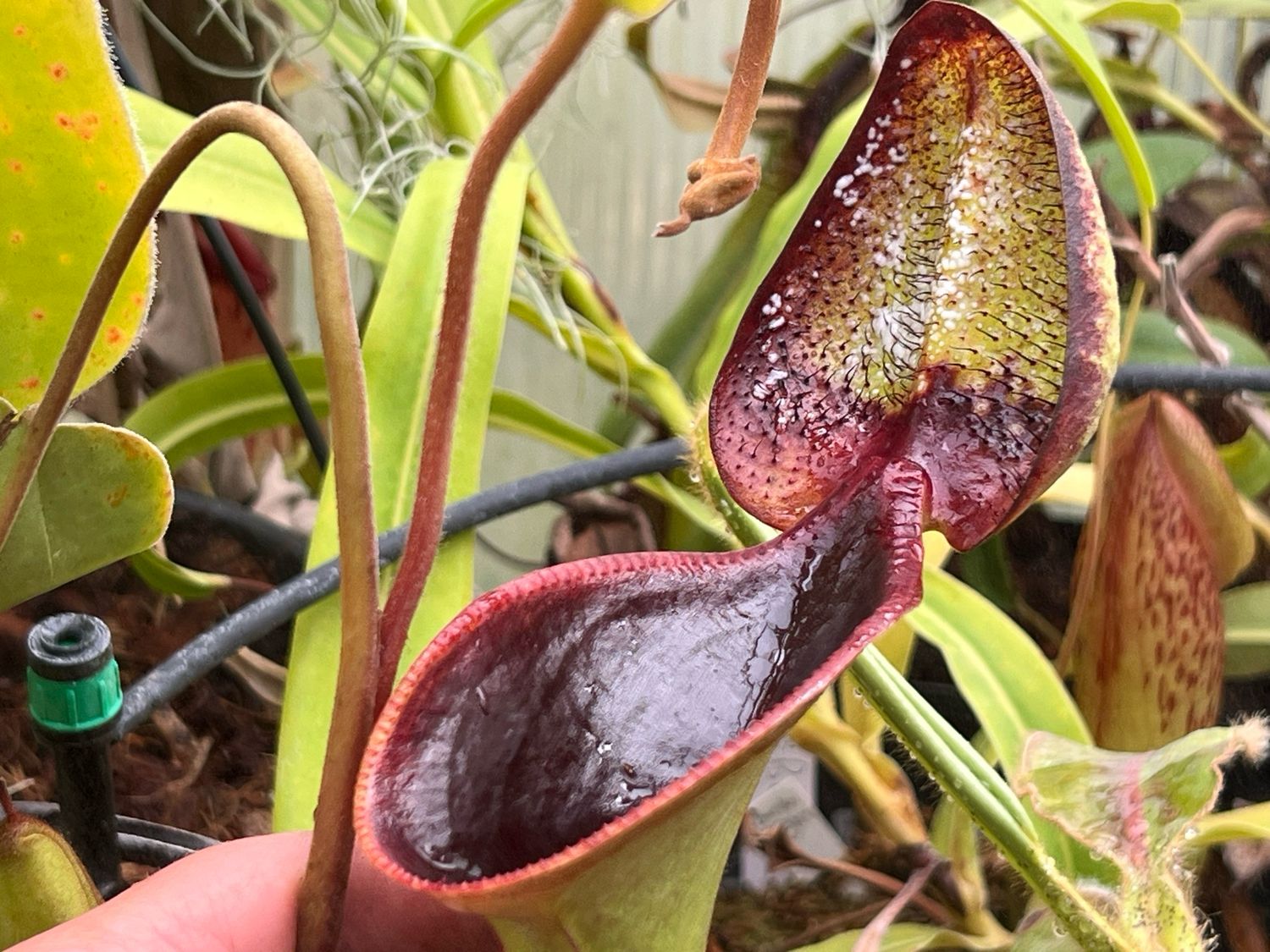 Nepenthes lowii Mt. Trusmadi, Sarawak-  Seed Grown (Medium) 