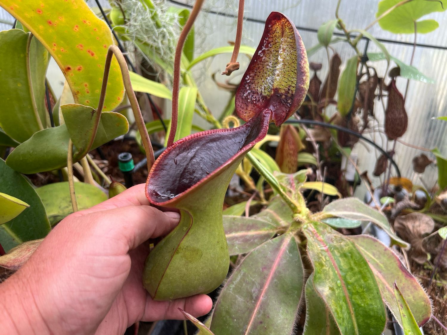 Nepenthes lowii Mt. Trusmadi, Sarawak-  Seed Grown (Medium) 
