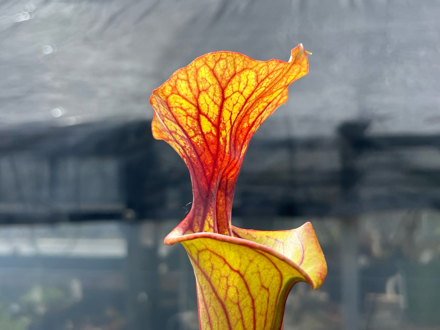 Sarracenia “Punch Drunk Love”  BGH H-17