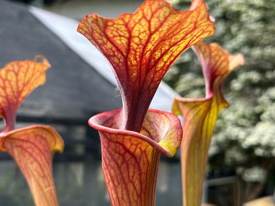Sarracenia “Punch Drunk Love” 