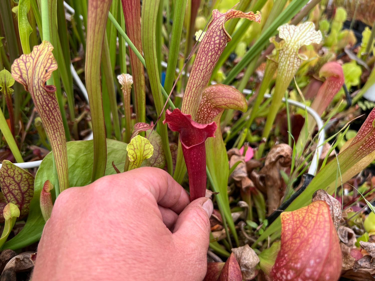 Sarracenia “Blood Bath” x Hurricane Creek White
