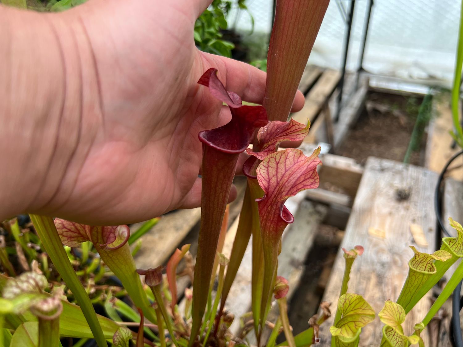 Sarracenia ‘Crown of Thorns’ x ‘The Kraken’ 
