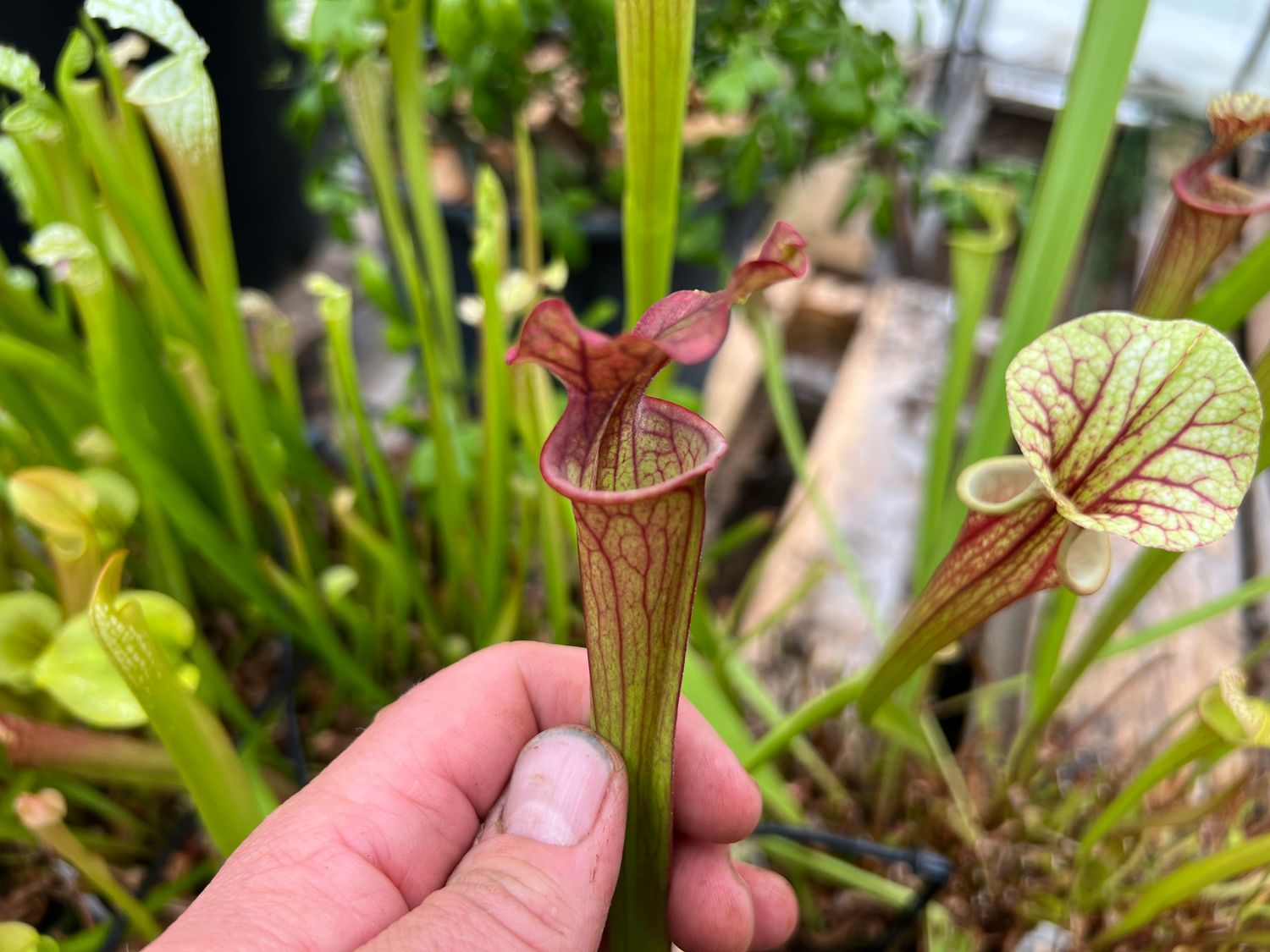 Sarracenia “Alucard” x ‘Saurus’