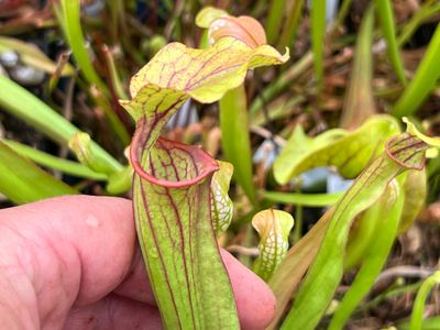 Sarracenia ‘Aries’ x ‘Aries’ 