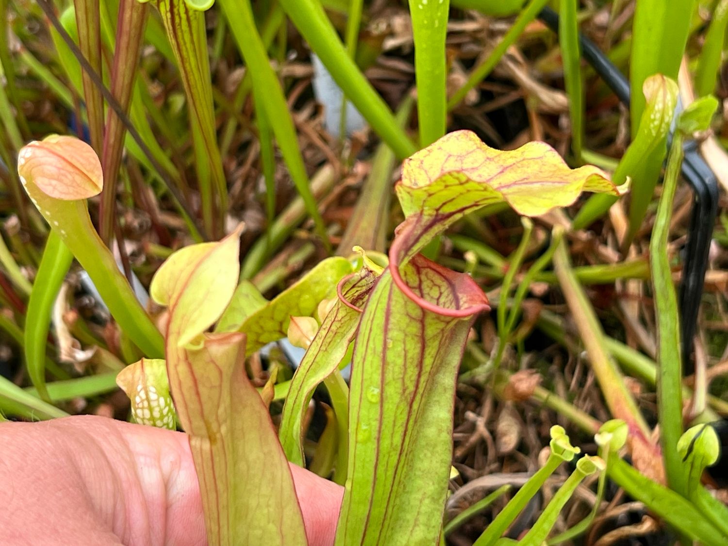 Sarracenia ‘Aries’ x ‘Aries’ 