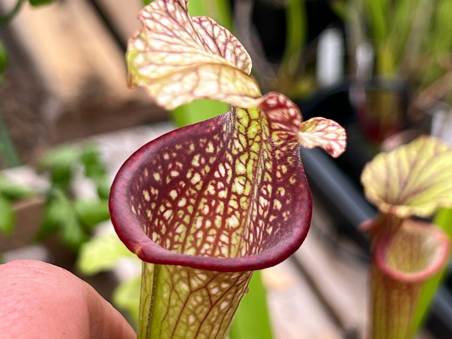 Sarracenia ‘Saurus’ x ‘The Kraken’ 