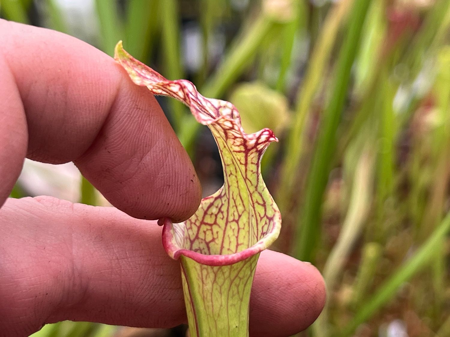 Sarracenia ‘Hot Lips’ x ‘ Royal Ruby’