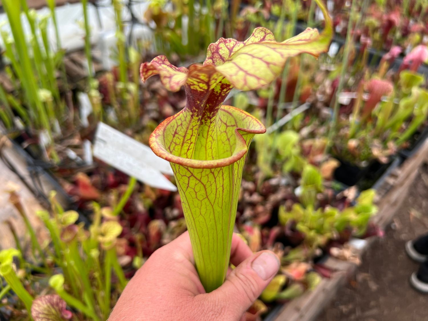 Sarracenia “Phil’s Clone 2”x ‘Adrien Slack’