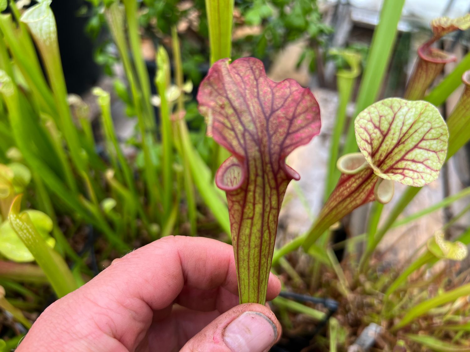 Sarracenia “Alucard” x ‘Saurus’