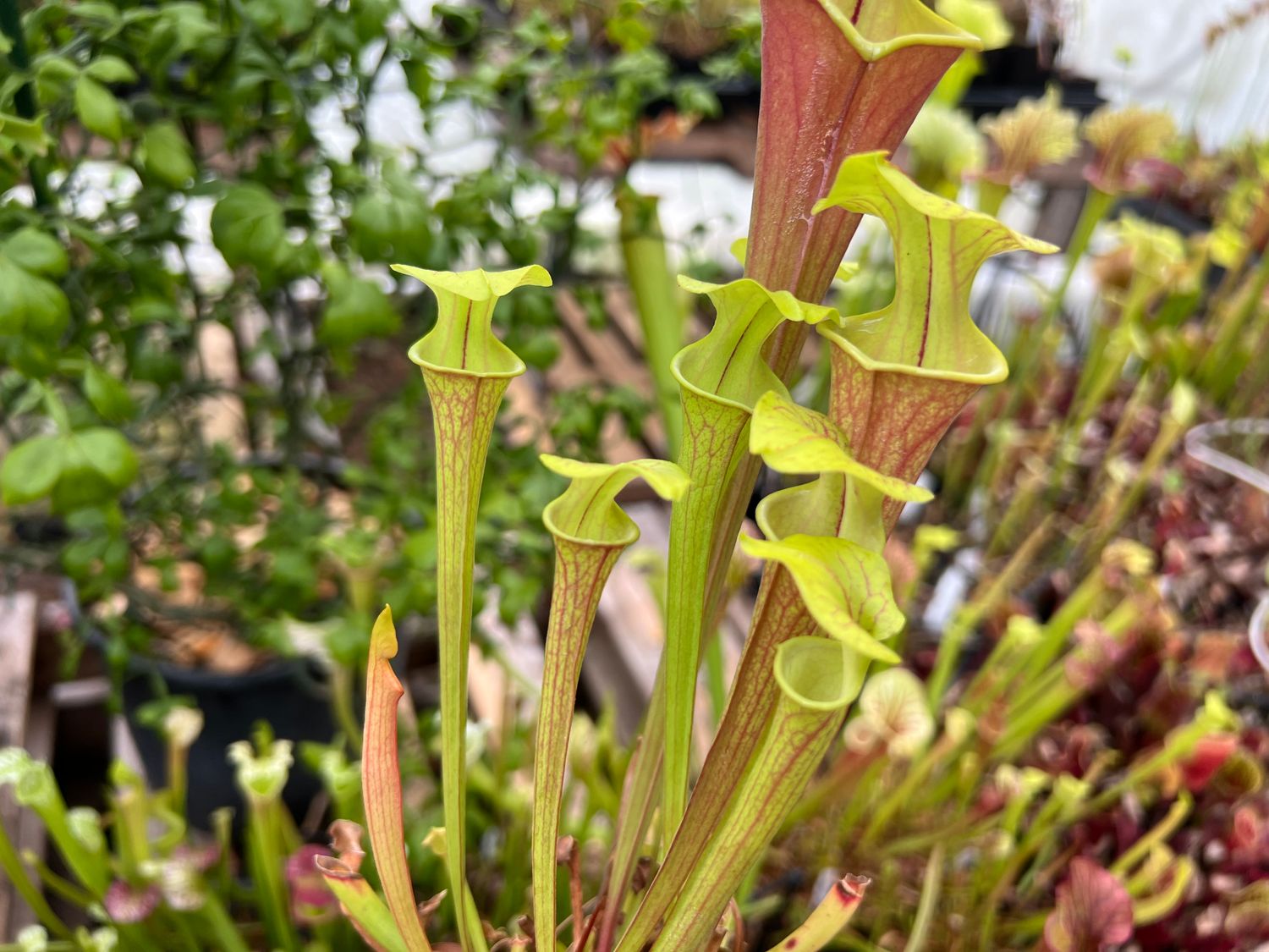 Sarracenia ‘Potty Mouth’ x ‘Waccamaw’