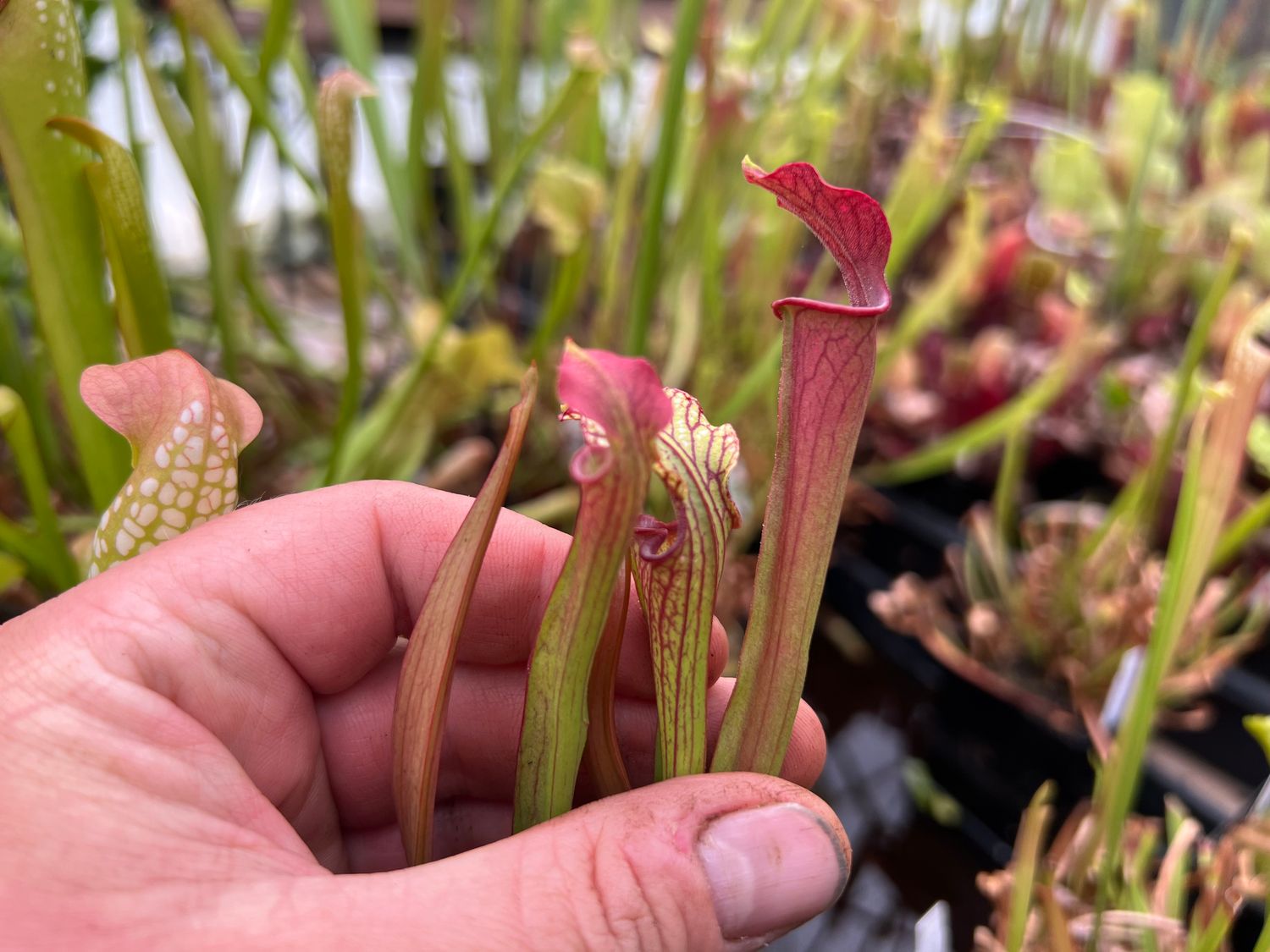 Sarracenia ‘Hot Lips’ x ‘ Royal Ruby’