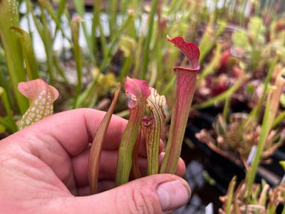 Sarracenia ‘Hot Lips’ x ‘ Royal Ruby’