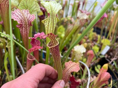 Sarracenia “Blood Bath” x Hurricane Creek White