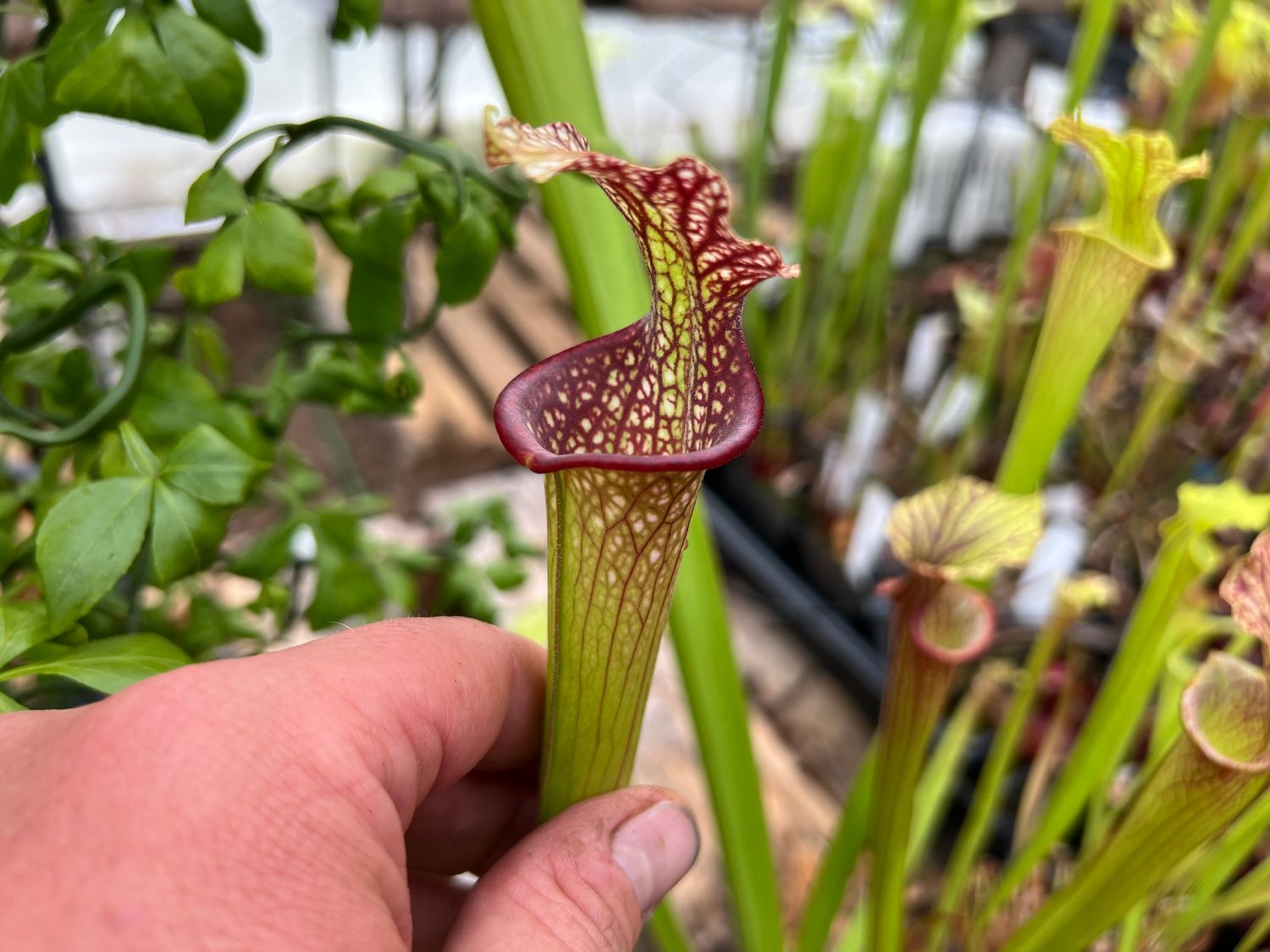 Sarracenia ‘Saurus’ x ‘The Kraken’ 