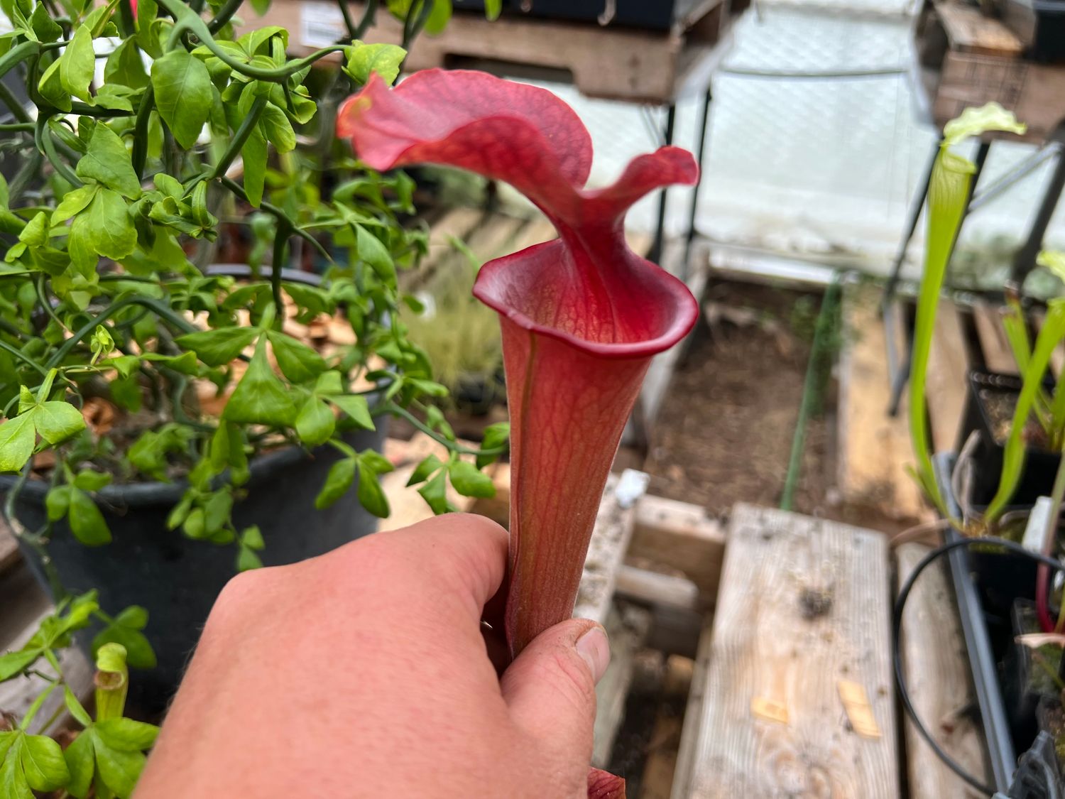 Sarracenia ‘Crown of Thorns’ x ‘The Kraken’ 
