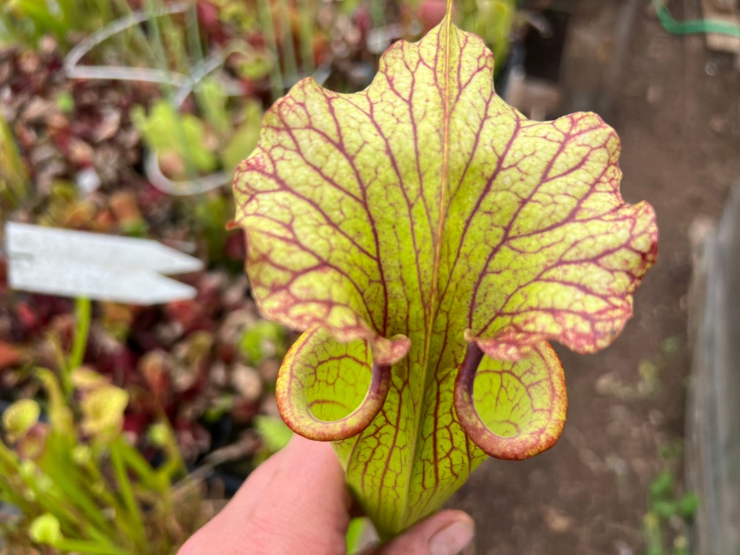 Sarracenia “Phil’s Clone 2”x ‘Adrien Slack’