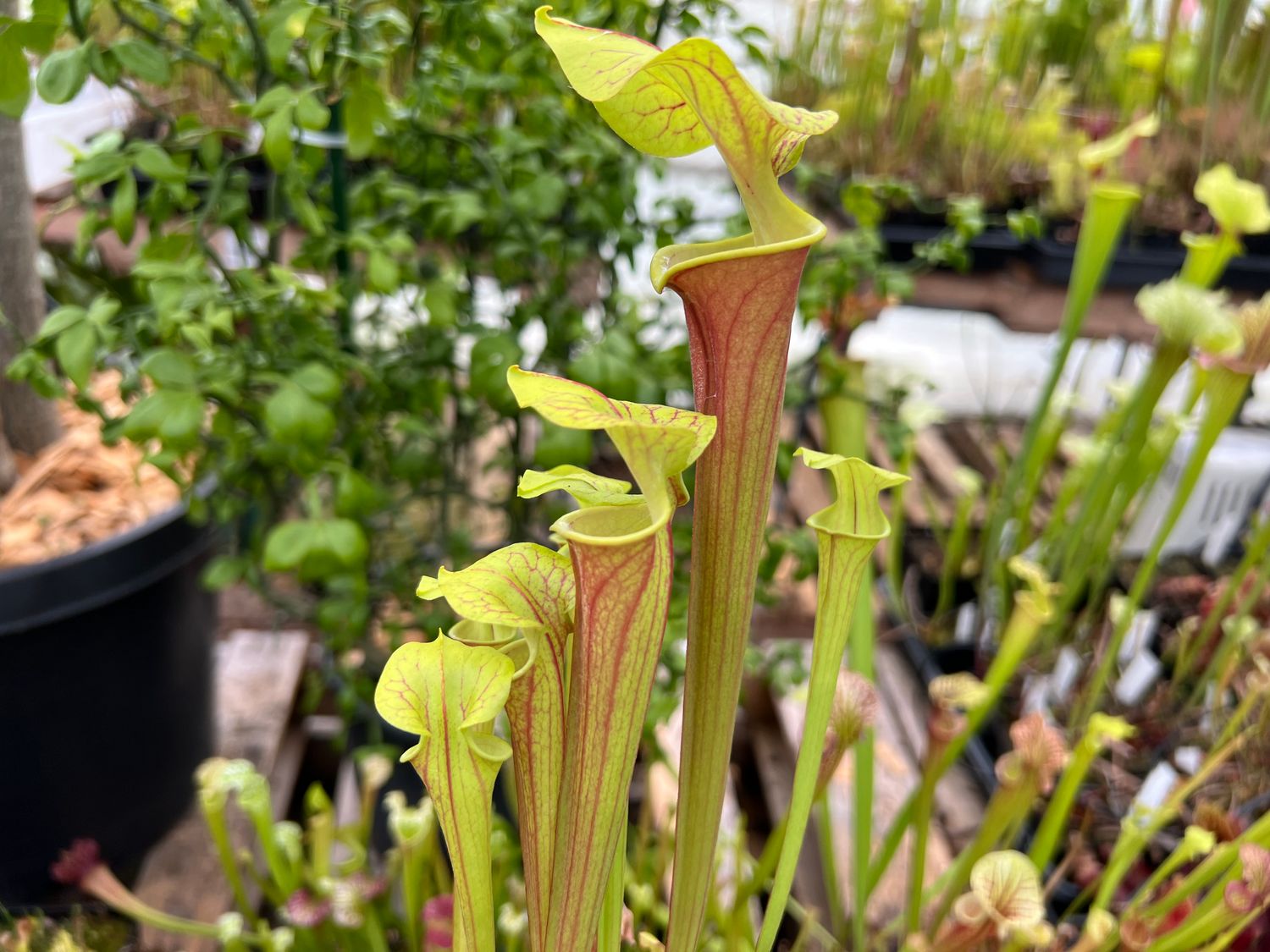 Sarracenia ‘Potty Mouth’ x ‘Waccamaw’