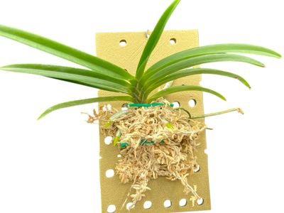 Orchid Mount (4 pack) 