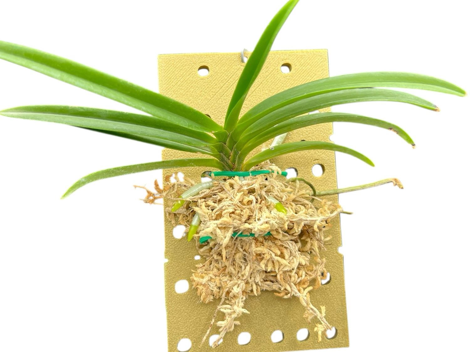 Orchid Mount (4 pack) 