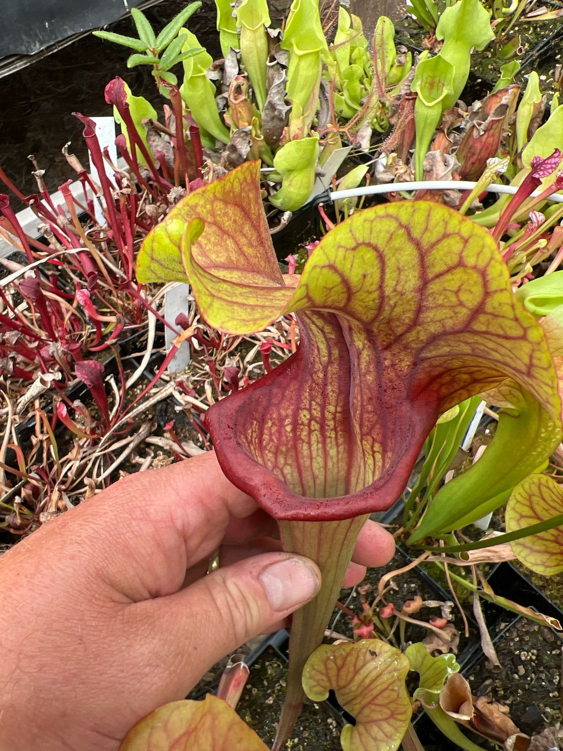 Sarracenia ‘ Potty Mouth ’