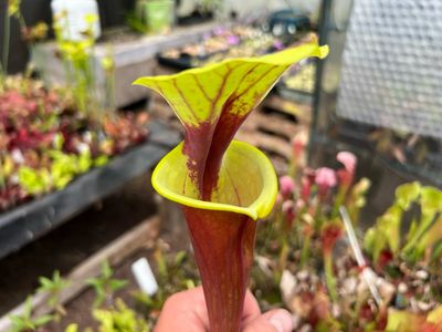 Sarracenia flava var. autropurpurea “Wistuba Clone” (Divisions)