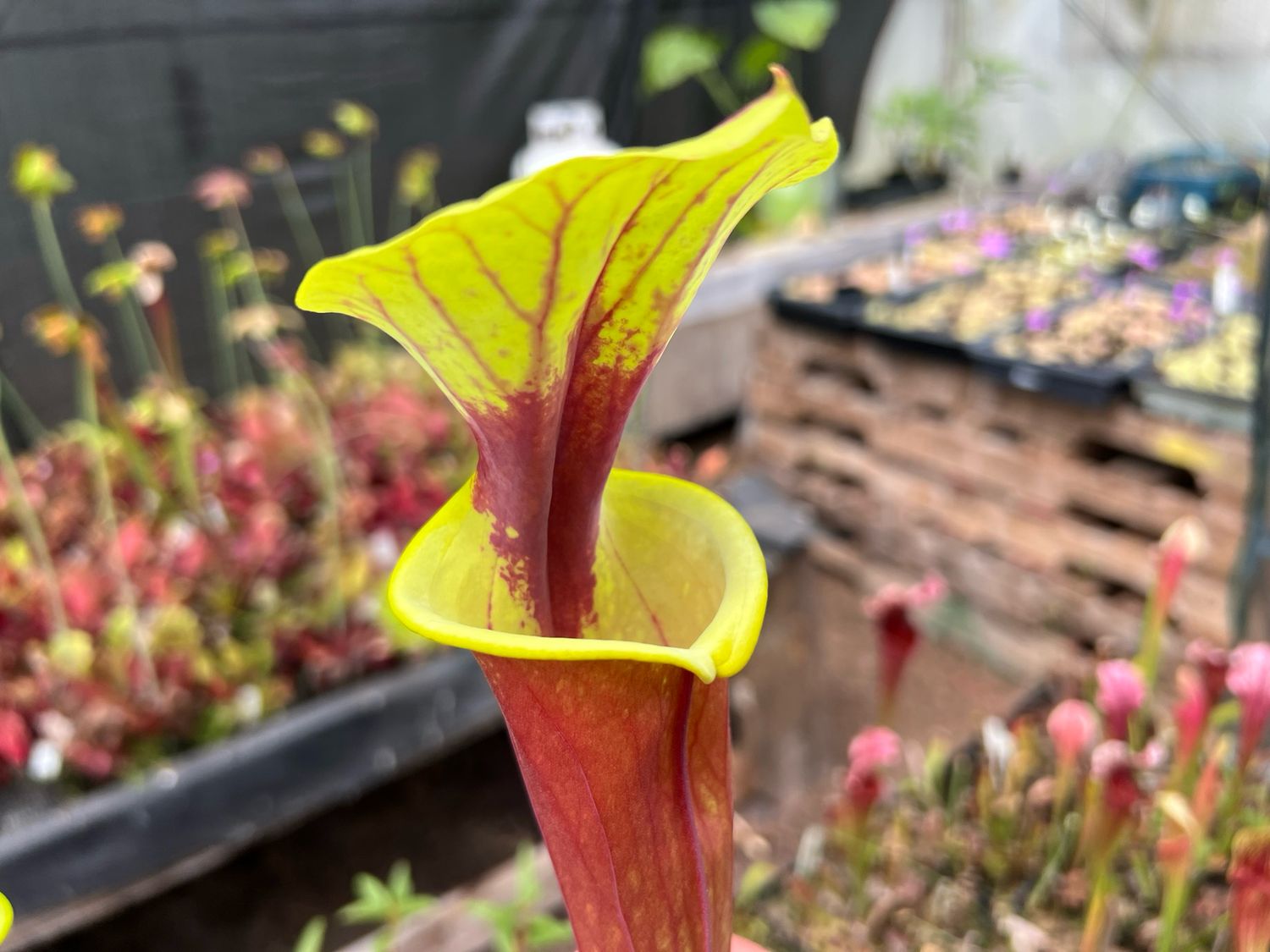Sarracenia flava var. autropurpurea “Wistuba Clone” (Divisions)