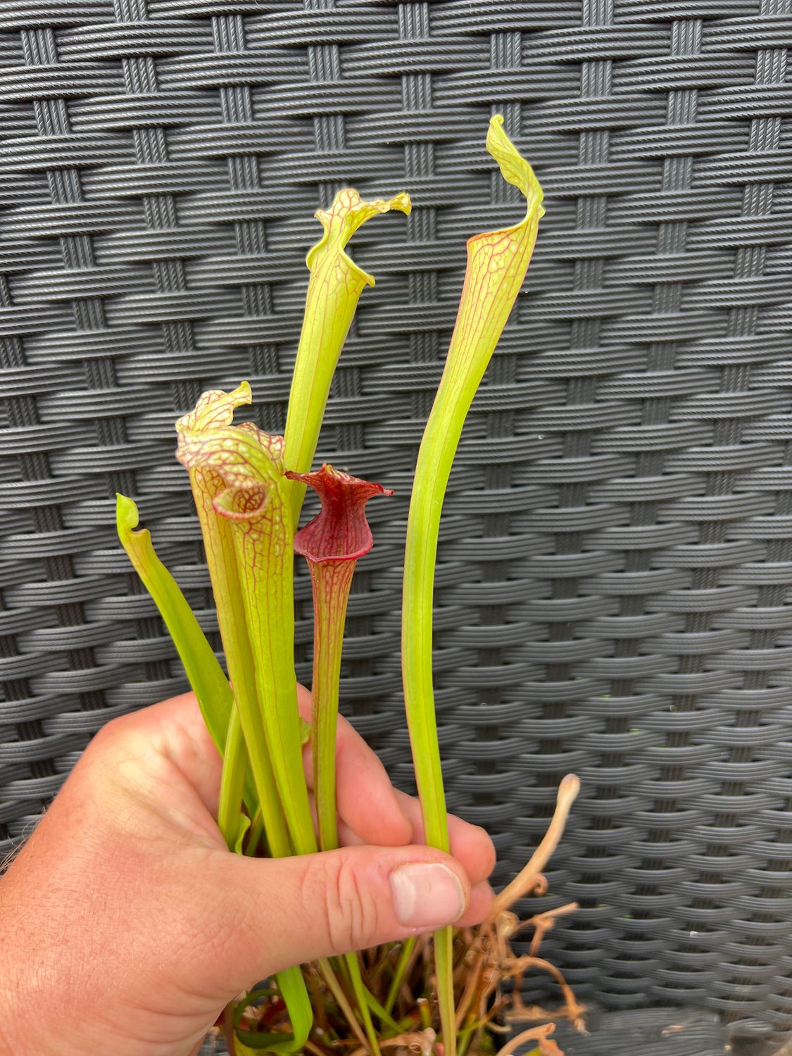Sarracenia ‘ Royal Ruby’ x ‘Saurus’