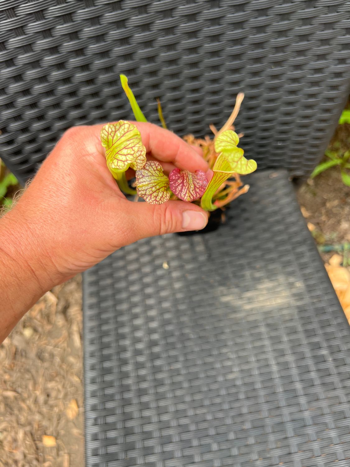 Sarracenia ‘ Royal Ruby’ x ‘Saurus’