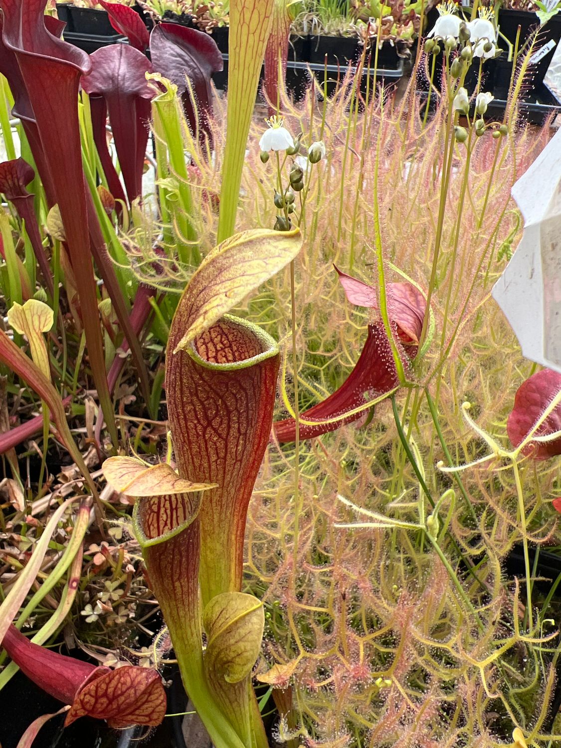 Sarracenia ‘Black Window’ x ‘ Black Window’
