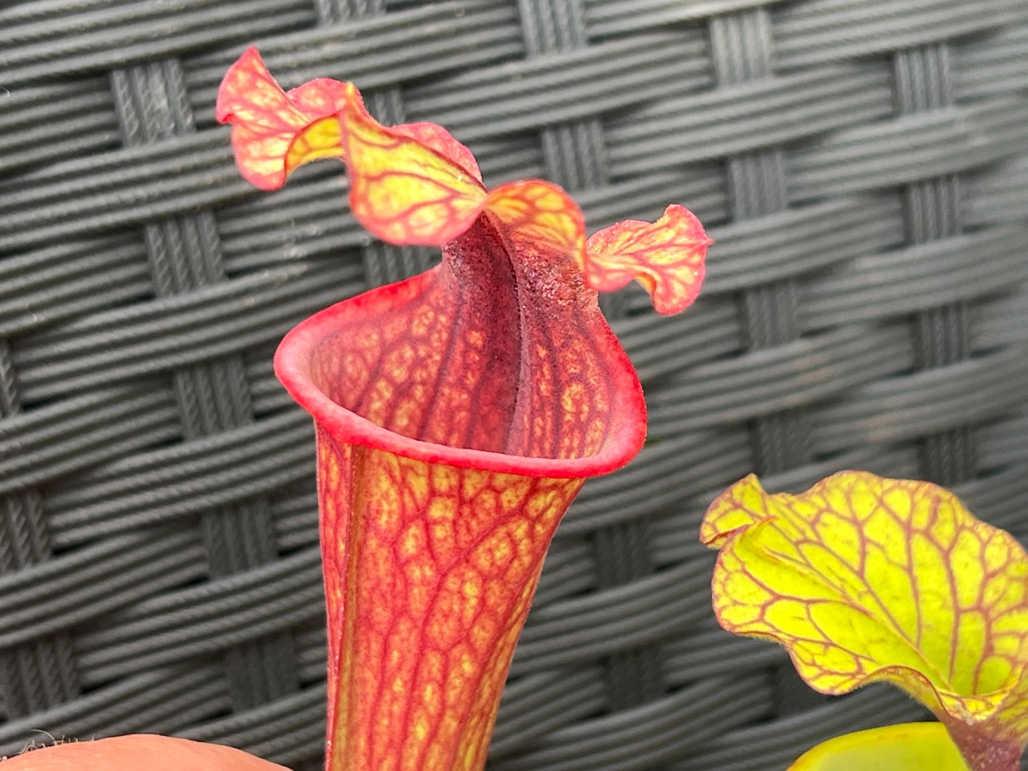 Sarracenia ‘Leah Wilkerson’ x ‘Royal Ruby’