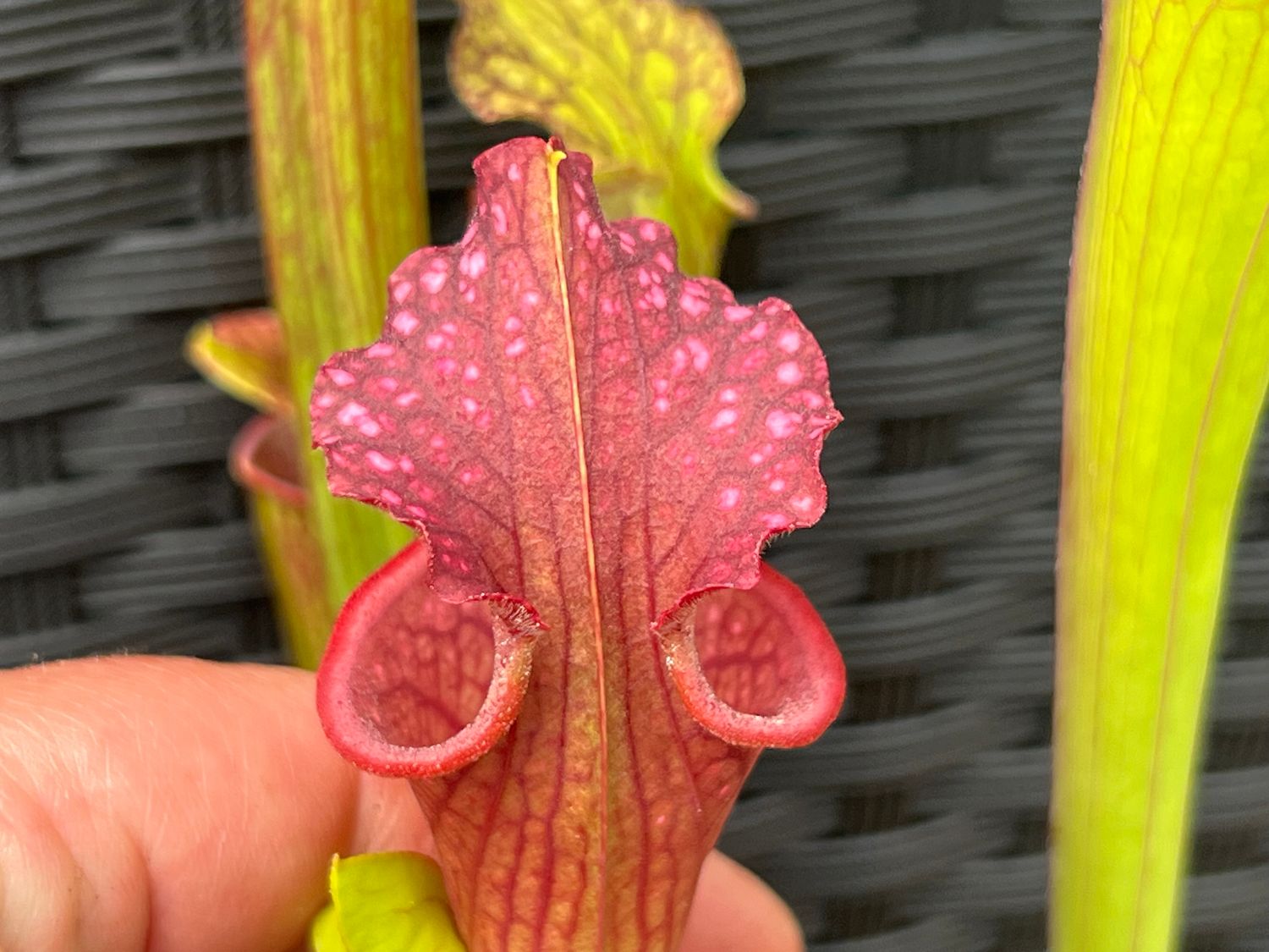 Sarracenia ‘Leah Wilkerson’ x ‘Royal Ruby’