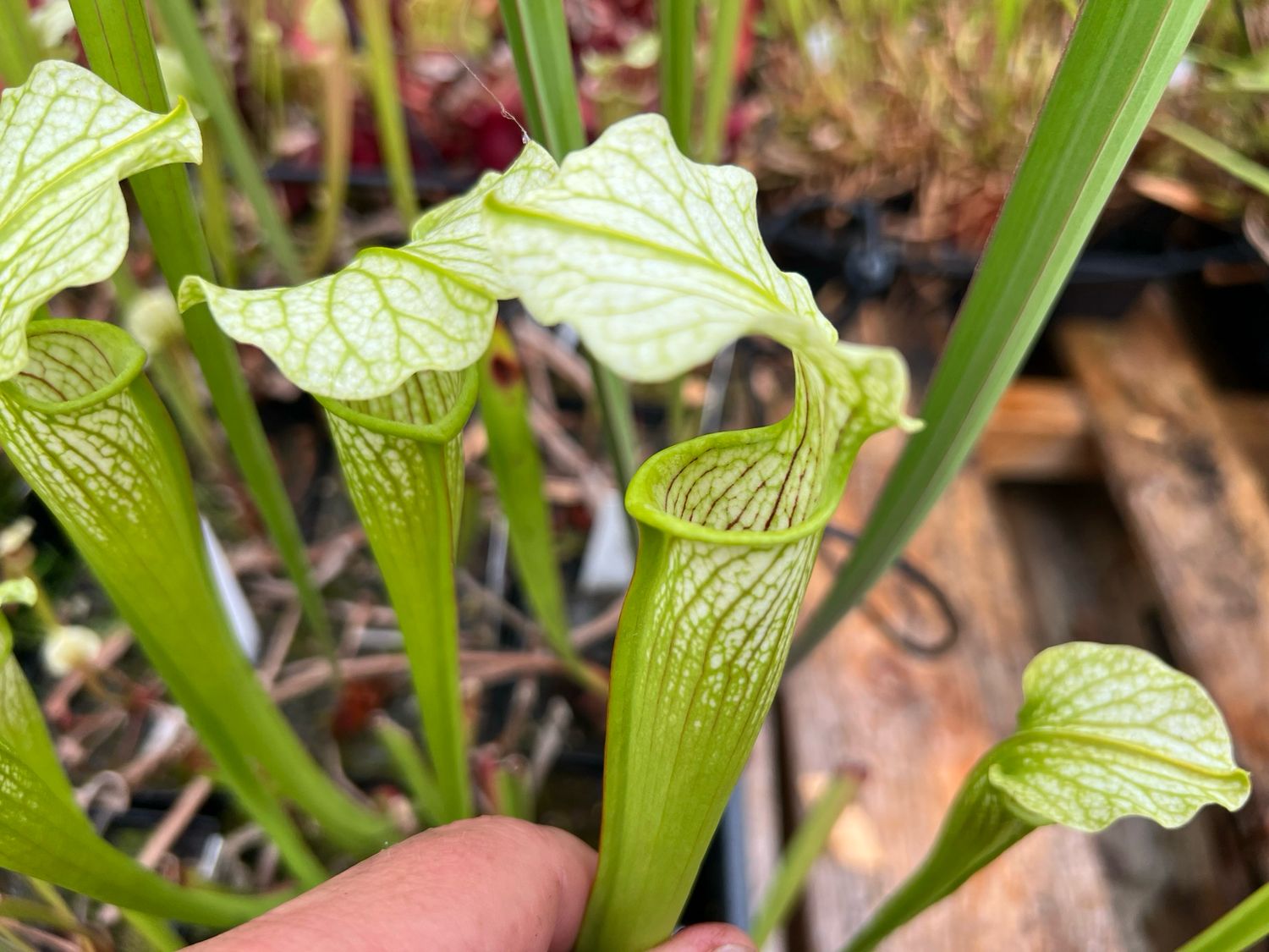 Sarracenia White Knight Meadowview -Divisions 