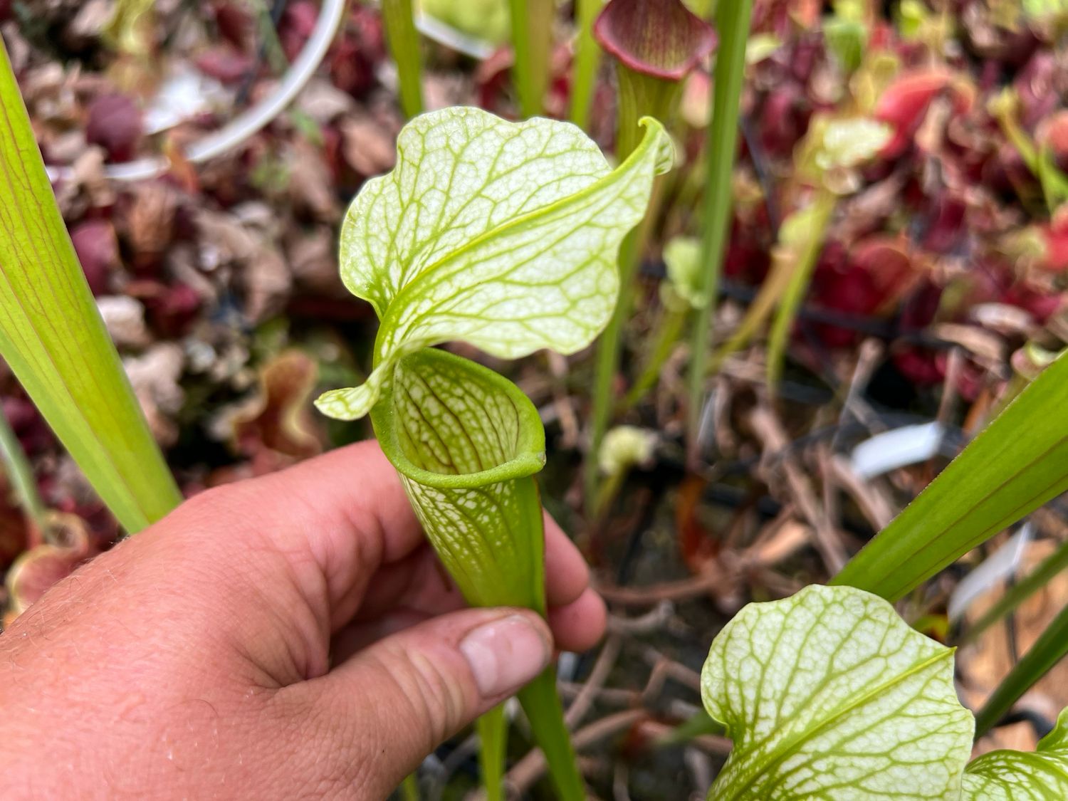 Sarracenia White Knight Meadowview -Divisions 