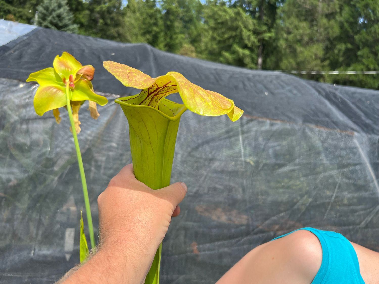 Sarracenia flava var. cuprea x oreophila “Sand Mountain” Giant Cross! - Single Divisions 