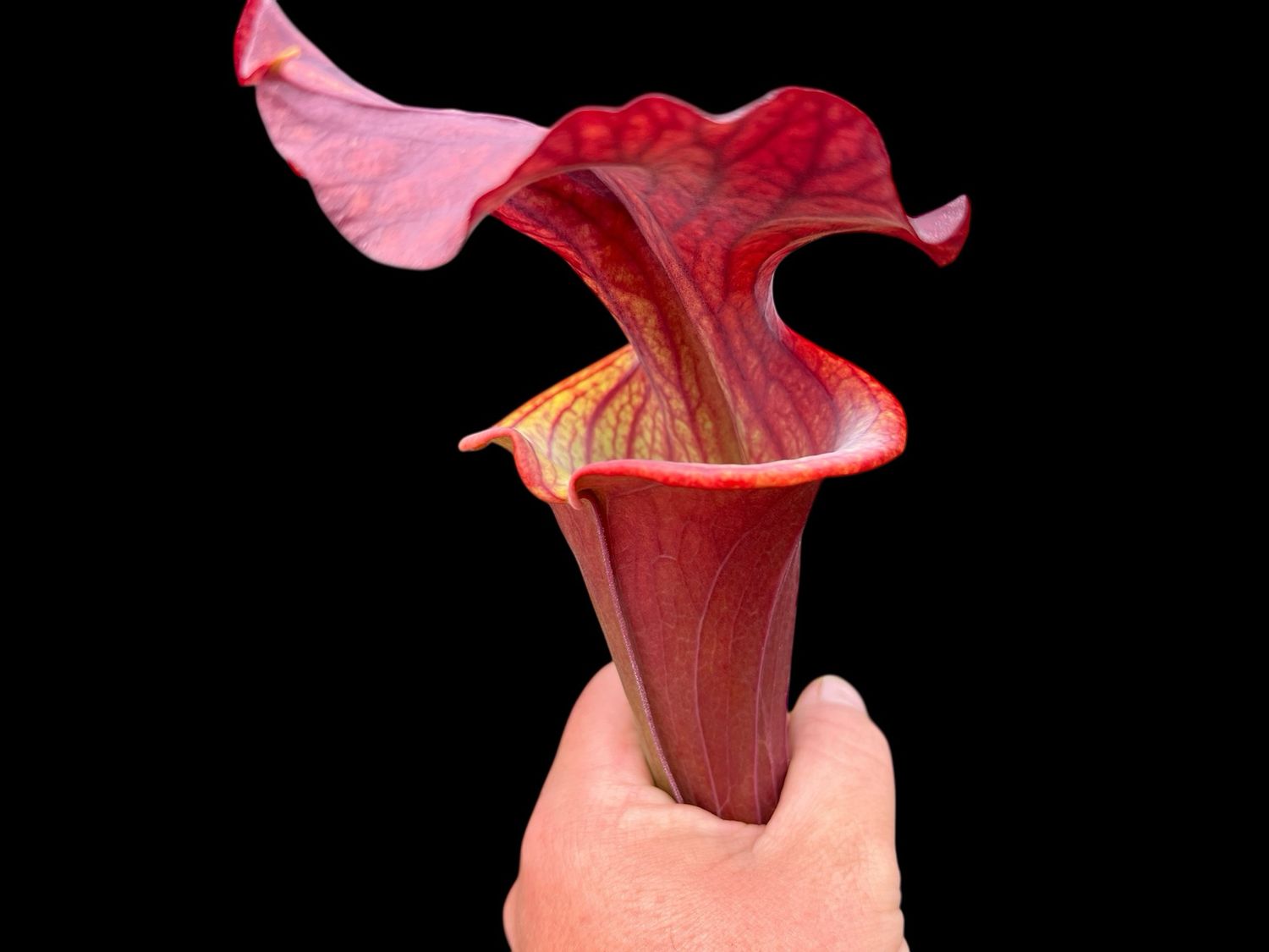 Sarracenia ‘Waccamaw’  x ‘ Prince of Darkness’