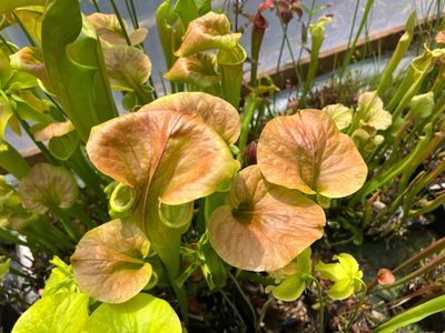 Sarracenia flava var. cuprea x oreophila “Sand Mountain” Giant Cross! - Single Divisions 