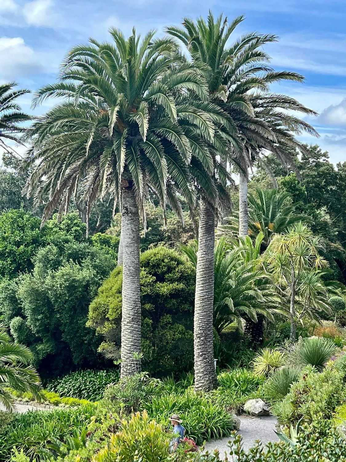 Phoenix canariensis