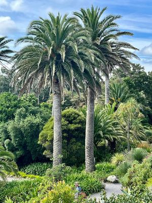 Phoenix canariensis