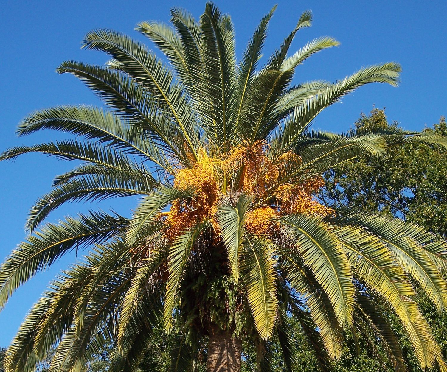 Phoenix canariensis
