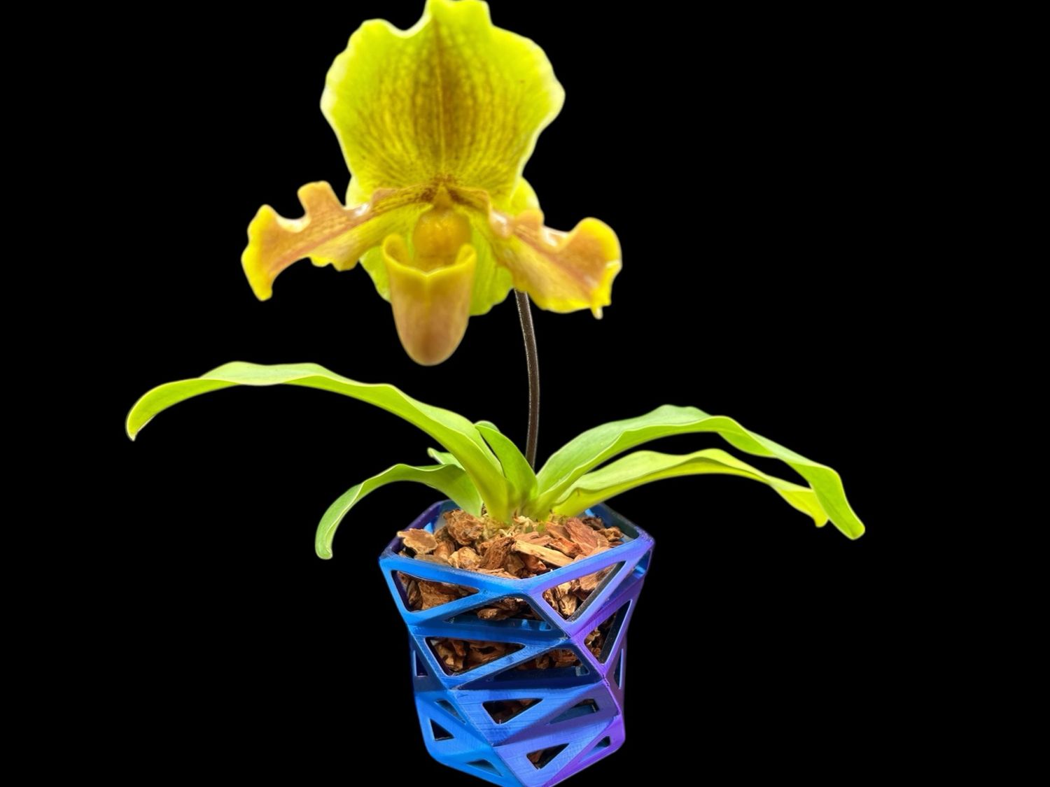 Prism Orchid Planter – Violet Flux