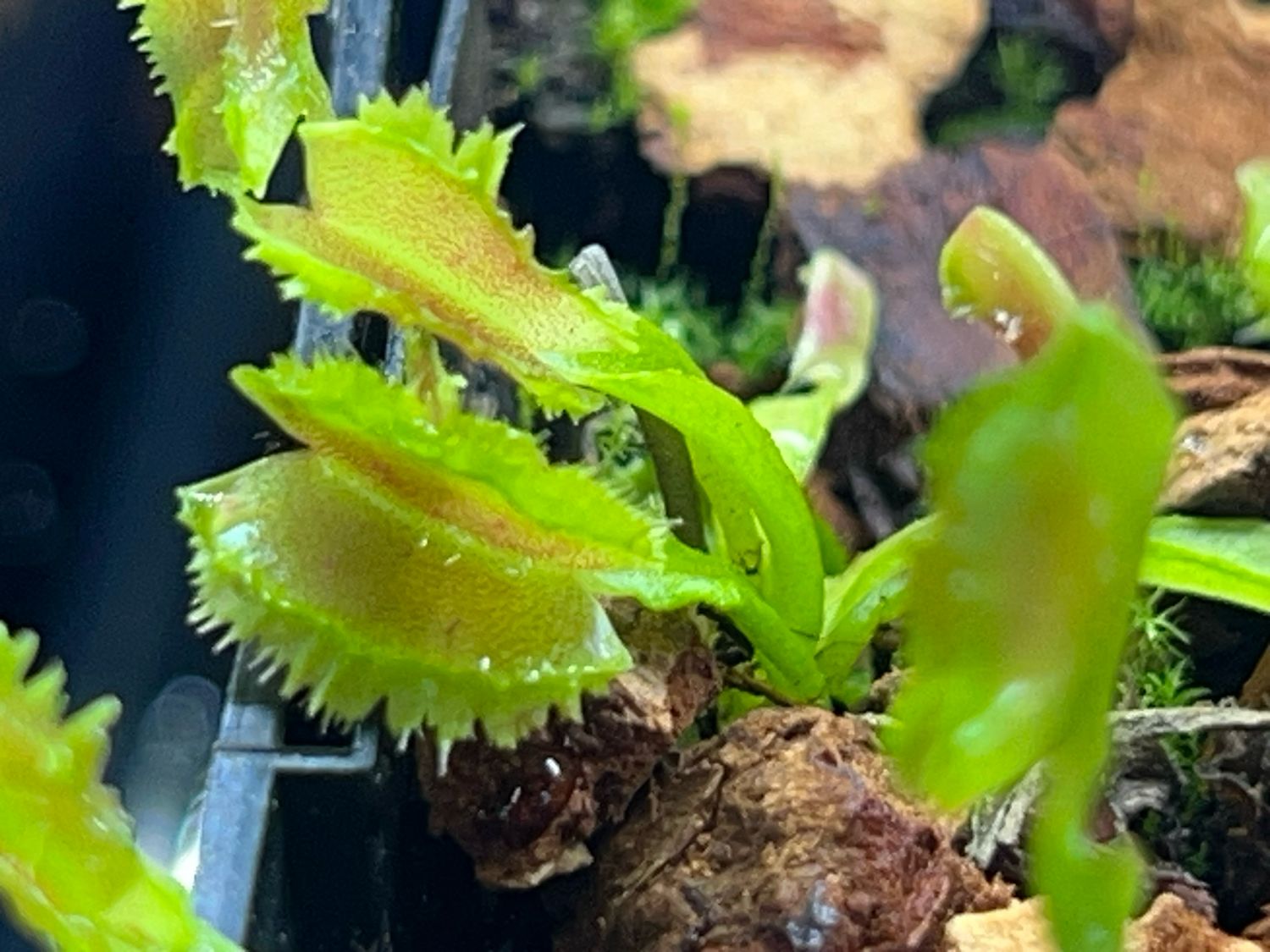 Dionaea muscipula Kinky Wave (small)