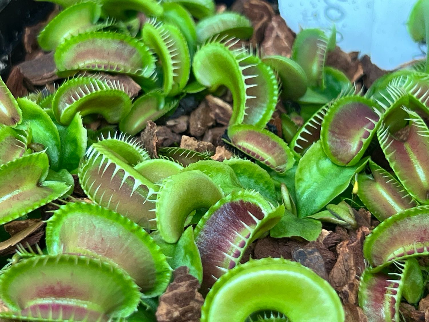 Dionaea muscipula Kleopatra (small)