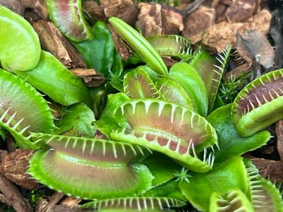 Dionaea muscipula Kleopatra (small)