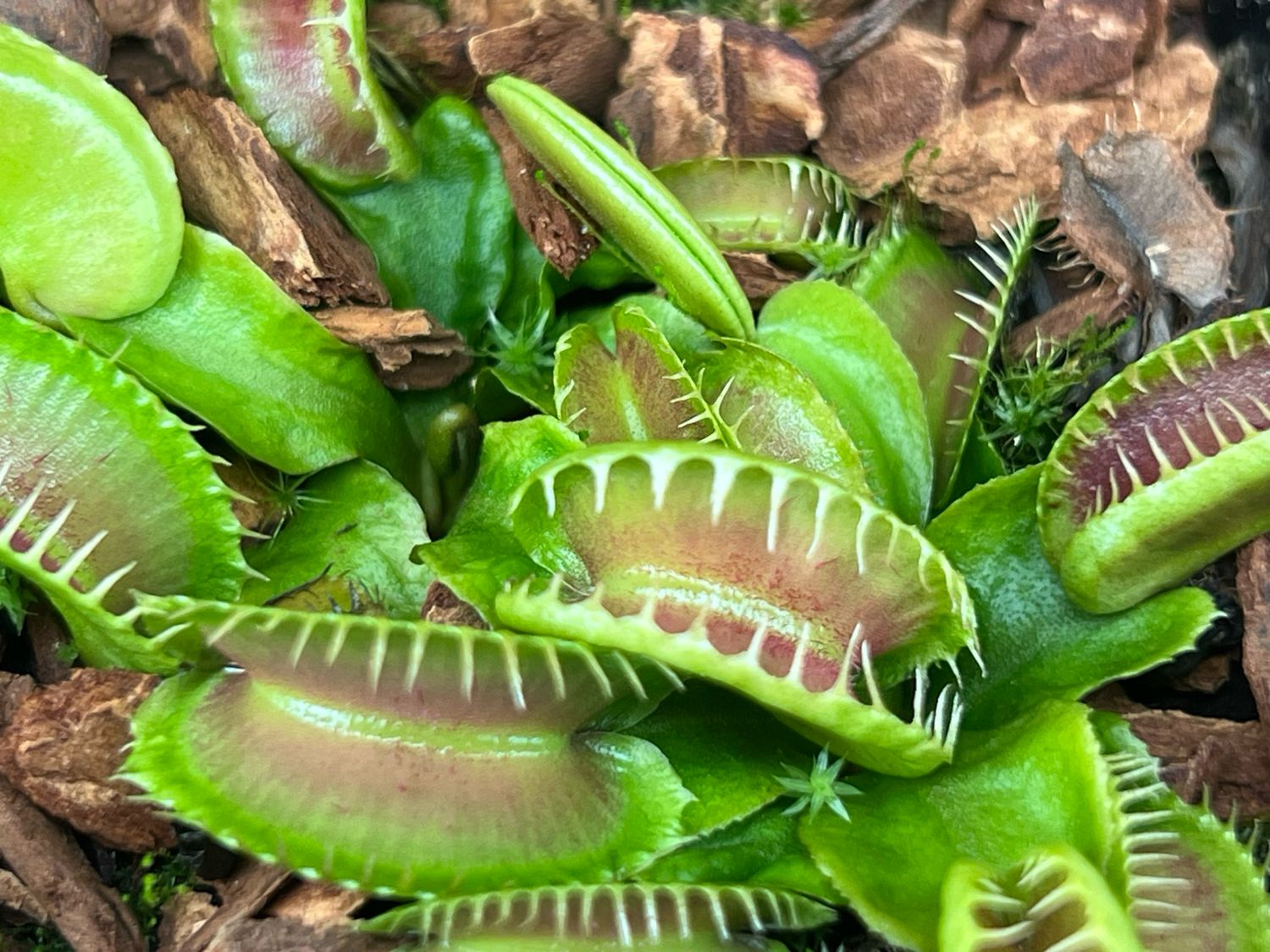 Dionaea muscipula Kleopatra (small)