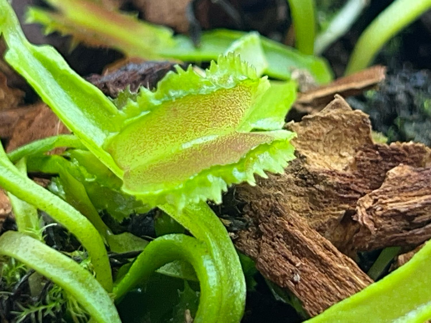 Dionaea muscipula Kinky Wave (small)