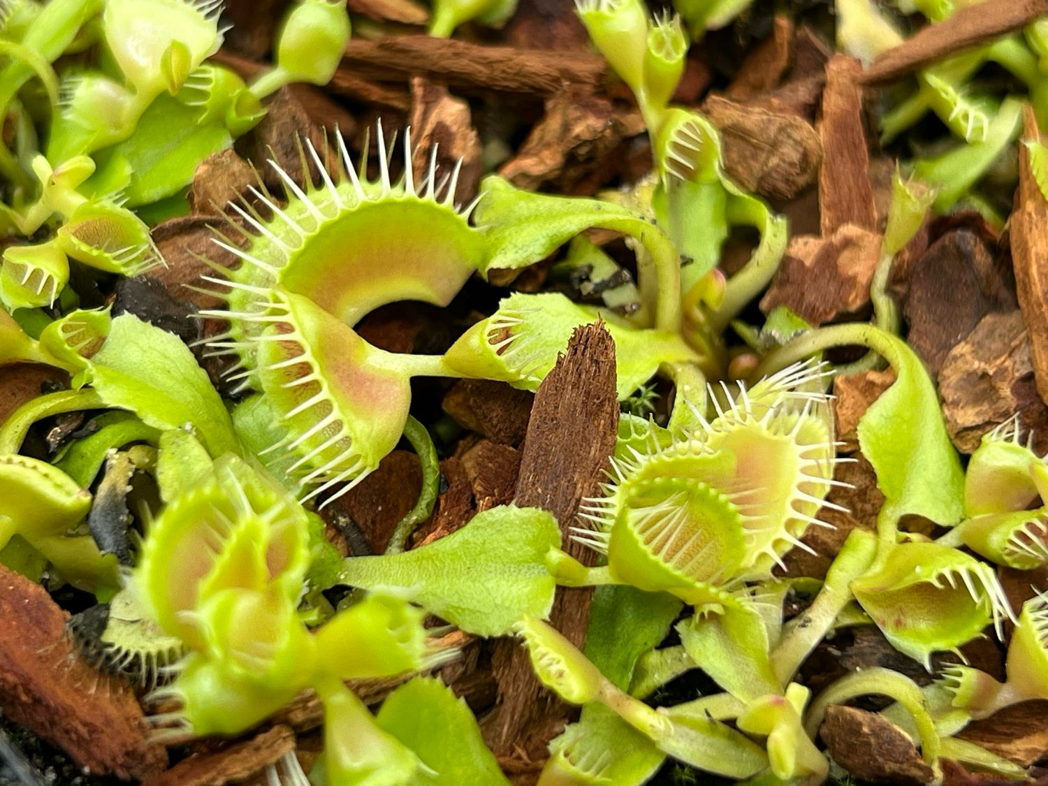 Dionaea muscipula DT4 (small)